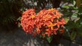 red ashoka flowers are blooming