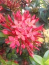 Red Ashoka flowers