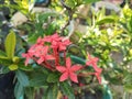 red ashoka flowers are blooming