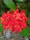 Red Ashoka flowers are compound flowers with 4 stamens