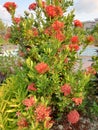 red Ashoka flowers in front of the house