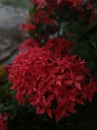 Red Ashoka (Saraca asoca) flowers that bloom in the photo when the light is weak