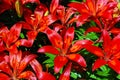 Red Asiatic Lilies Royalty Free Stock Photo