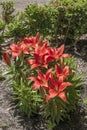 Red Asiatic lilies planted Royalty Free Stock Photo