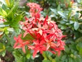 Red asoca flower