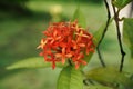 Red asoka flower on the garden