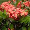 A red asoka flower (Saraca asoca) in bloom Royalty Free Stock Photo