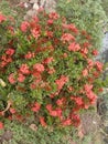 red asoka flowers planted in the yard Royalty Free Stock Photo