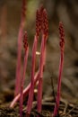 Red Asparagus Shoots Jut Up from Ground Royalty Free Stock Photo