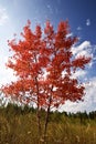 Red aspen Royalty Free Stock Photo