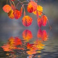 Red aspen autumn tree branch reflected in a water Royalty Free Stock Photo