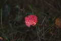 Red aspen leaf with sparkling raindrops on green grass in autumn forest. Close-up of autumn foliage