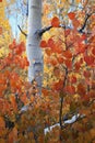 Red Aspen Leaves Royalty Free Stock Photo