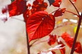 Red aspen leaves in the forest on a sunny day in autumn. natural background Royalty Free Stock Photo