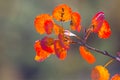 Red aspen tree branch Royalty Free Stock Photo