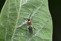 Red Assasin bug species, Satara, Maharashtra Royalty Free Stock Photo