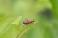Red assassin bug on green leaf with soft blurred background close up Royalty Free Stock Photo