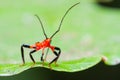 Red Assassin bug nymph Royalty Free Stock Photo