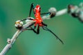 Red Assassin bug nymph Royalty Free Stock Photo