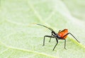 Red assassin insect on leaf Royalty Free Stock Photo