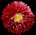 Red aster flower,black isolated background with clipping path. Closeup. no shadows. For design.