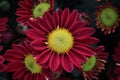 red aster flower Royalty Free Stock Photo