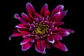 Red aster flower macro Royalty Free Stock Photo