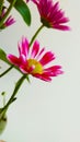 Red aster flowers can express your love, passion and romance to someone you love