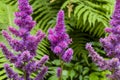 Red Astilbe