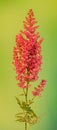 Red Astilbe flowers, green bokeh background, close up, . Family Saxifragaceae, known as false goats beard