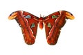 Red Attacus atlas butterfly isolated on white background Royalty Free Stock Photo