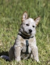 A red Australian Cattle Dog (Red Heeler) puppy sitting outside