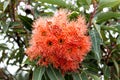 Red Australian Eucalyptus gum blossom flowers