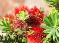 Red Australian Flower Callistemon cultivar Royalty Free Stock Photo