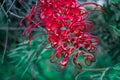 Red Australian Grevillea Banksii