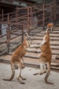 Red Australian kangaroo fighting Royalty Free Stock Photo