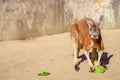 Red australian kangaroo holding a green leaf Royalty Free Stock Photo