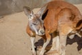 Red australian kangaroo looking away from the sun Royalty Free Stock Photo