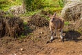 Red Australian Kangaroo Royalty Free Stock Photo