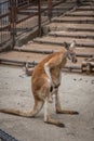 Red Australian kangaroo Royalty Free Stock Photo