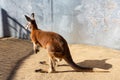 Red australian kangaroo standing in a zoo Royalty Free Stock Photo