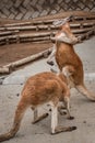 Red Australian kangaroo fighting Royalty Free Stock Photo