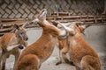 Red Australian kangaroo fighting Royalty Free Stock Photo