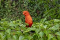 A red Australian male King Parrot sitting in a tree in a domestic garden Royalty Free Stock Photo