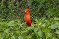 A red Australian male King Parrot sitting in a tree in a domestic garden