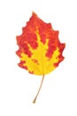 Red autumn aspen leaf isolated on white Royalty Free Stock Photo