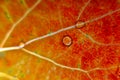 Red autumn aspen leaf. Leaf venation