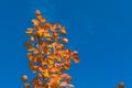 red autumn aspen leaves against the sky Royalty Free Stock Photo