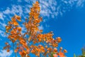 red autumn aspen leaves against the sky Royalty Free Stock Photo