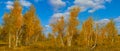 red autumn birch tree forest under blue cloudy sky Royalty Free Stock Photo